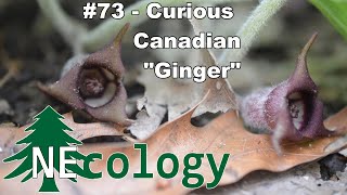 NEcology 73  Curious Canadian quotGingerquot [upl. by Ragas488]