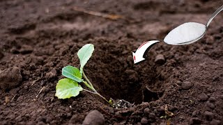 Top 3 tips for bigger broccoli amp cauliflower heads – gardening made easy [upl. by Ovida]