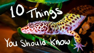 10 Things You Should Know BEFORE You Get A Leopard Gecko [upl. by Claire258]