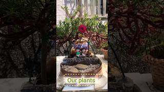 Unique piece in Moss Rose Plant shorts garden plants diy flowers trending [upl. by Greg]