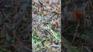 honey bee harvesting honey bee harvesting video honey bee harvesting at home [upl. by Fritts]