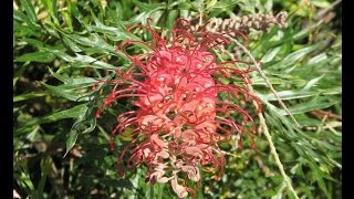 Growing Grevillea Robyn Gordon [upl. by Siuraj318]