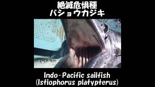 絶滅危惧種！バショウカジキ！IndoPacific sailfish Istiophorus platypterus ≫ 加藤英明【公式】かとチャン [upl. by Hasile]