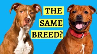 Are Pit Bulls And Staffies the Same  Breed Comparison [upl. by Anneirb]