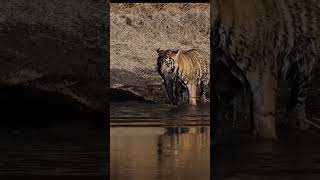 Tiger Catch fish in Ranthambore National park unexpected shorts wildlife tiger ranthambore [upl. by Zaneski]