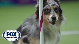 Watch Australian Shepherd Holster Win 2016 Masters Agility Championship  FOX SPORTS [upl. by Featherstone]