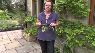 How to make wisteria flower [upl. by Bren]