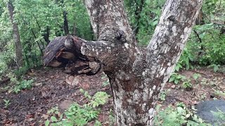 Manchas blancas en arboles y plantas Líquenes [upl. by Chrisse885]