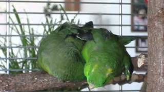 Lineolated Parakeets holding hands ♥♥♥ [upl. by Woodward]