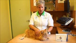 Flea Treatment for Cats How to Apply Revolution for Cats [upl. by Eizus195]