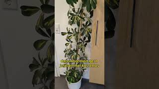 Schefflera Blattverlust Gründe pflanzen zimmerpflanzen pflanzenliebe [upl. by Nicolais286]