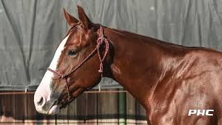 LOT 2106 REYZIN H E DOUBLE L WB NCHA FUTURITY 2YO SALE 2024 [upl. by Daryle]