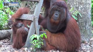 Great Ape  BORNEO [upl. by Nnaira]