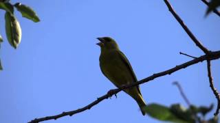 Dzwoniec  śpiew Carduelis chloris  Greenfinch song [upl. by Laekcim]