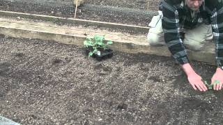 Allotment Diary  April 16th Planting out Brassicas cabbage amp broccoli plus butterfly protection [upl. by Alad616]