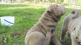 Camera Shy Shar Pei Puppy [upl. by Matrona]