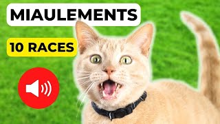 Miaulements de Chats 10 Races  🐱 Attirer un Chat GARANTI [upl. by Mirna296]