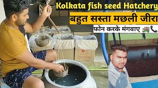 West Bengal Fish Seed Supplier । बहुत सस्ता मछली जीरा 🚒। Kolkata Fish Seed Hatchery📞☎️6290994801 [upl. by Aihsit943]