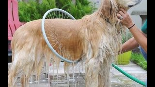 360 Degree Dog Washer  ThisIsWhyImBroke Ep 15 [upl. by Anaicilef]