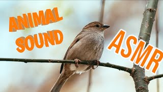 ASMR Nightingale singing😍😍🥰🥰 [upl. by Gifferd167]