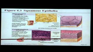 Anatomy and Physiology Help Chapter 4 Tissues [upl. by Ellak167]