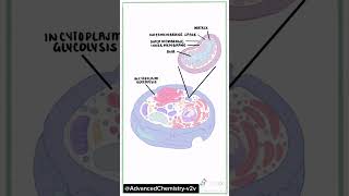 plant cell and Animal cellAnimal cell vs plant cell shortsfeed shorts [upl. by Eylhsa623]