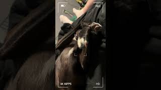 sillydoggo borador puppy doglover doglife dogshorts woof labrador shorts dogsofyoutube [upl. by Aihsemak]