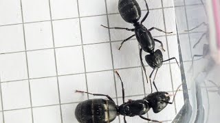 Camponotus pennsylvanicus USA vs Camponotus vagus Italy 17102024 [upl. by Ahsitram]