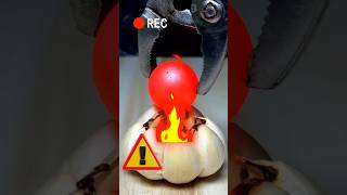 Redhot iron ball vs garlic 🔴💥🔥 🧄😱☠️ experiment garlic shorts [upl. by Floss]