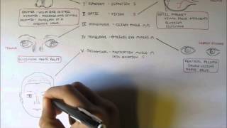 Cranial Nerves  Functions and Disorders [upl. by Frolick]