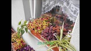 Coleus Buntnessel timelapse [upl. by Rush433]