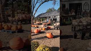 Tomball Texas  Rosehill Palms Pumpkin Patch [upl. by Oinesra147]