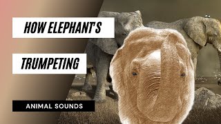 The Animal Sounds How Elephants Trumpeting  Sound Effect  Animation [upl. by Anaili]