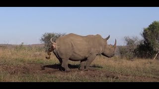 Amazing video of Rhino marking territory including a Flehmen grimace after female urinates [upl. by Goodyear]