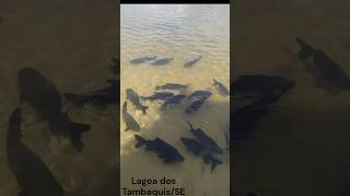 Lagoa dos TambaquisSE [upl. by Nireves628]