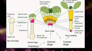 Embryogenesis and Development of Embryo in Monocots and Dicots [upl. by Cordie654]