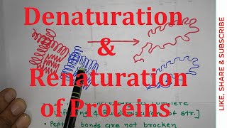 22 Denaturation and Renaturation of Proteins  Ribonuclease A  NEET MBBS CSIR NET [upl. by Arlan604]