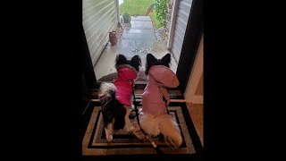 A Papillon Dog and Puppy Rainy Day Routine ft Hurricane Helene [upl. by Dnana]