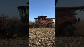 CASE IH AxialFlow 8240 in corn [upl. by Keldon]