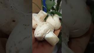 Agaricus bisporus🍄shortsfeed food mushroom buttonmushroom yummy tasty healthy [upl. by Lhamaj]