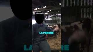 Une future éleveuse dans un élevage de vache montbéliarde vache agricultrice élevage passion [upl. by Ford]