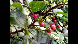 Aroeira Pimenteira  Schinus terebinthifolia [upl. by Craggie]