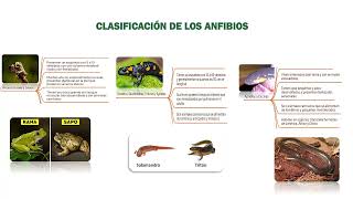 Clasificación de animales anfibios reptiles y mamíferos [upl. by Garcia]