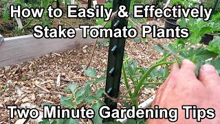 How to Easily Trellis Your Indeterminate Tomatoes Up a Stake  Metal TPosts Two Minute TRG Tips [upl. by Nollad]