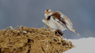 Schneeammer Plectrophenax nivalis [upl. by Rosemary]