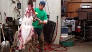 Whitetail Doe Skinning in 1 Minute [upl. by Anipsed]