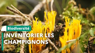 Inventaire de champignons en réserve biologique intégrale dans le Cantal [upl. by Merwyn]