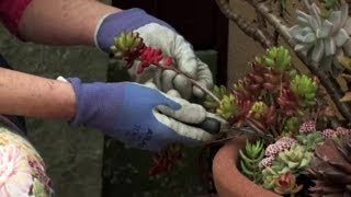 How to Get a Clipping of Sedum  Gardening amp Flowers [upl. by Nytsyrk]