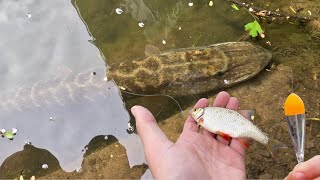 Pêche au Vif au Bouchon  Attaque à Vue Brochet et Sandre  4K [upl. by Aicel]