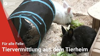 Tiervermittlung Für alle Felle vom 27092024 [upl. by Rephotsirhc]